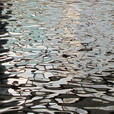 Caroleluciole-1079296