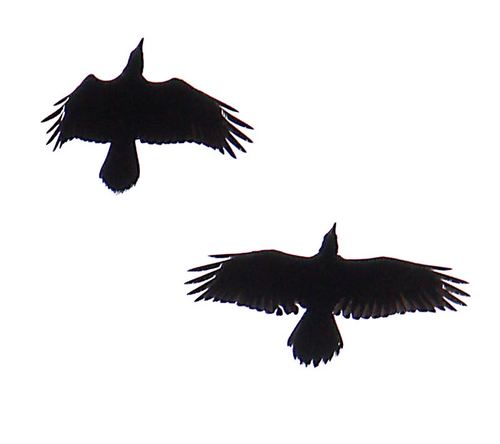 Ravens08-12-08