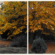 Autumn2_8598