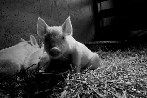 Bbpig1_10975