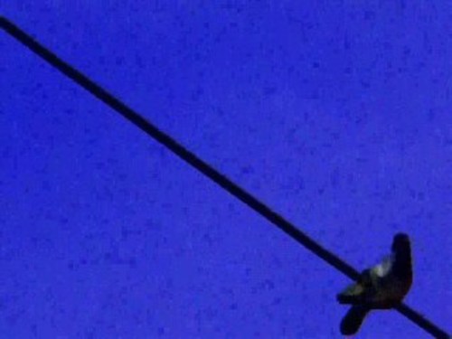 Lonely_telephone_wire