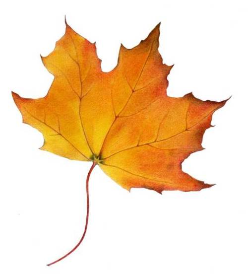 107mapleleaf