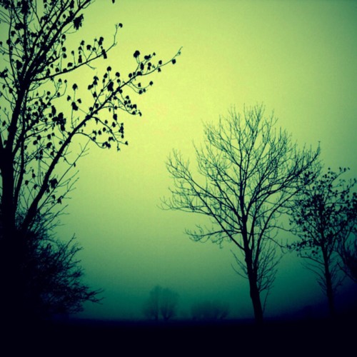 Fogy_meadows