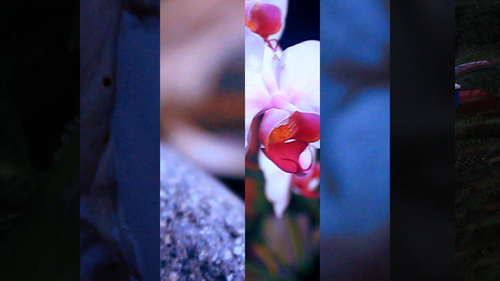Experiment_1_still