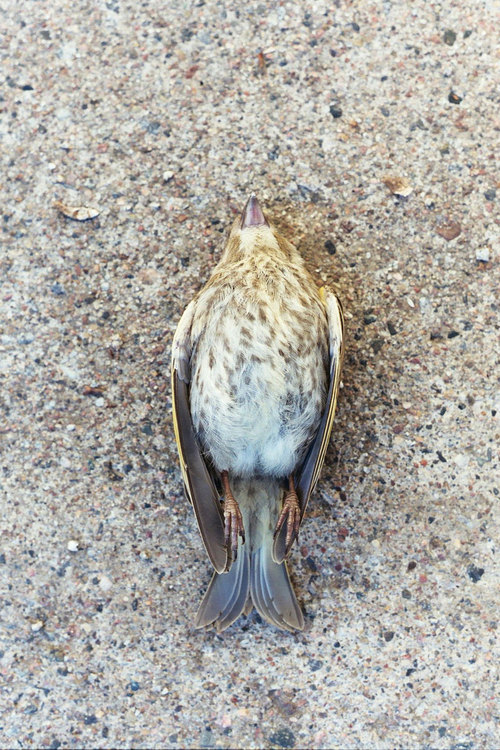 Nightingale
