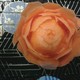 Babbishcarrotflower