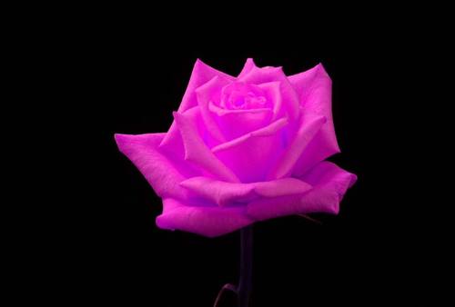 Rosemultithumb_00147