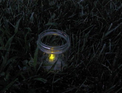 Fireflyjar