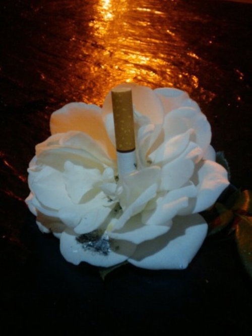 Mattcigflower