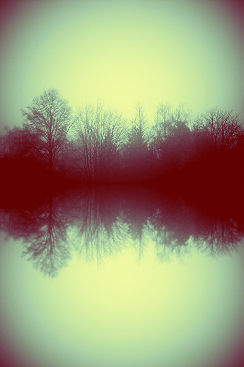 Foggytrees