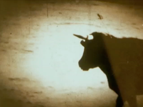 Bull