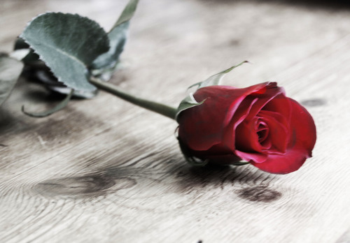 New_rose