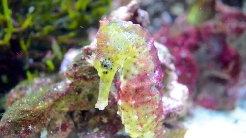 Seahorse