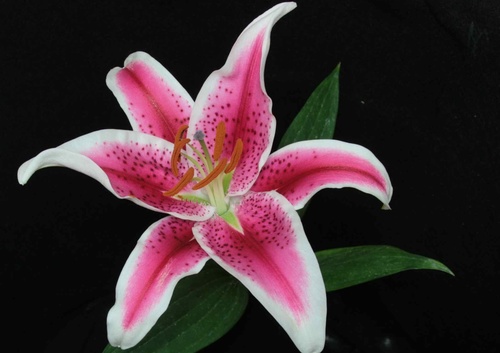 Stargazer_thumbnail