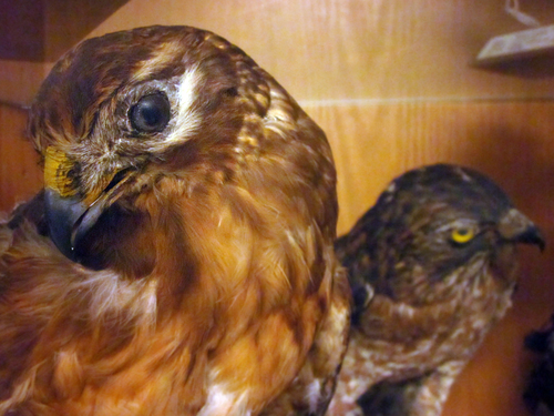 Bashful-beaks