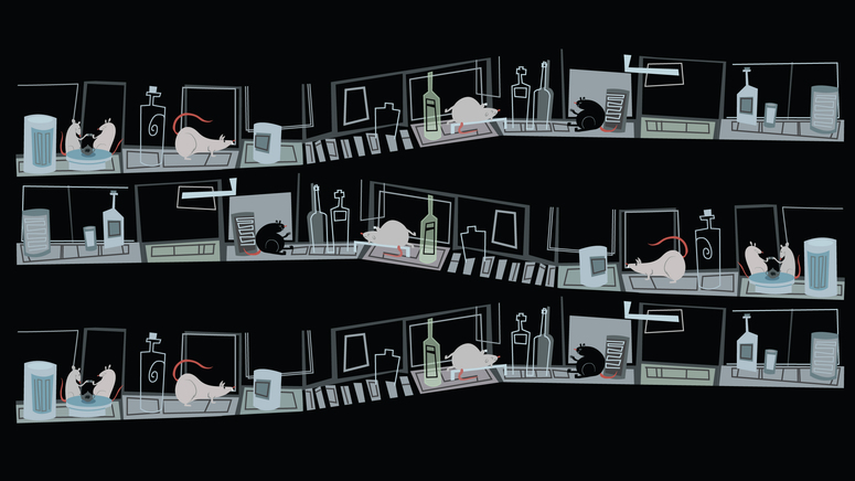 Rats_desktop